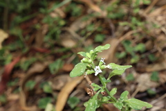 Mentha diemenica