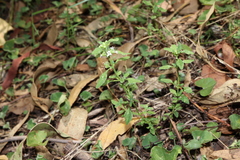Mentha diemenica