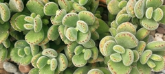 Cotyledon tomentosa