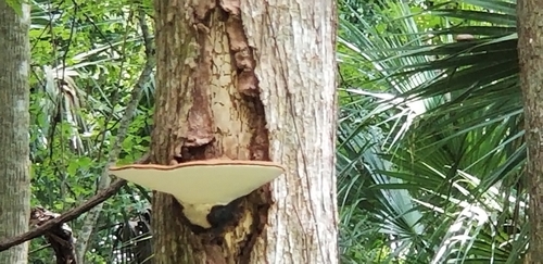 Ganoderma applanatum image