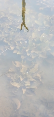 Hydrocharitaceae
