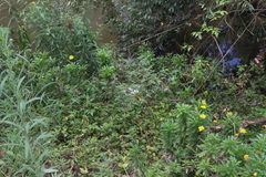 Euryops chrysanthemoides