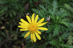Euryops chrysanthemoides