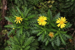 Euryops chrysanthemoides