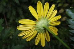 Euryops chrysanthemoides