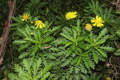 Euryops chrysanthemoides