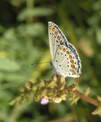 Plebejus argyrognomon