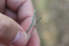 Aceria paracalifornica