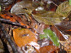 Rhinella margaritifera
