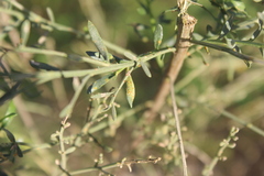 Puccinia evadens