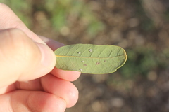 Aleuroplatus coronata