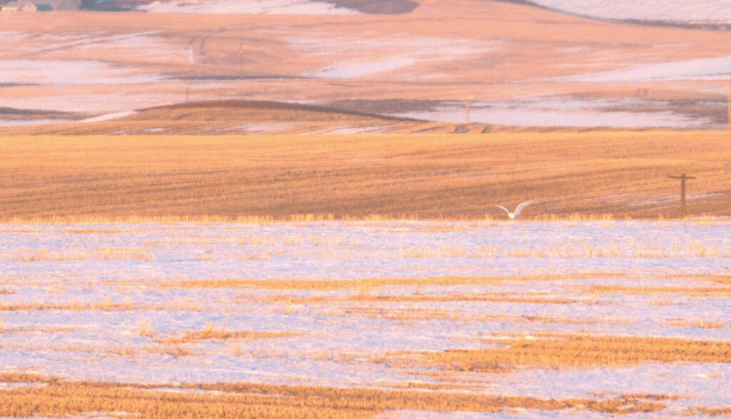 Snowy Owl In February 2023 By Justin Cottrell INaturalist Snowy Owl In February 2023 By Justin Cottrell INaturalist
