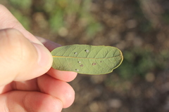 Aleuroplatus coronata