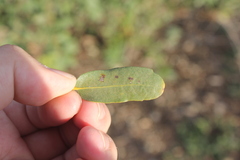 Aleuroplatus coronata