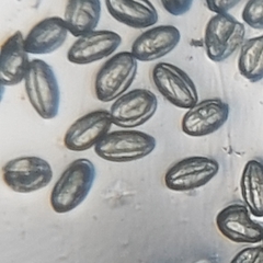 Jaltomata procumbens