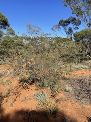 Acacia colletioides