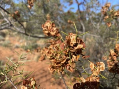 Acacia colletioides