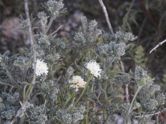 Chaenactis stevioides