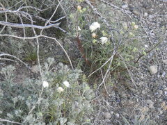 Chaenactis stevioides