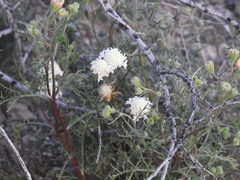 Chaenactis stevioides