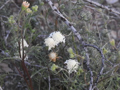 Chaenactis stevioides