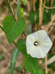 Ipomoea obscura