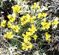 Draba densifolia