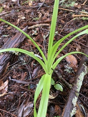 Toxicoscordion fremontii
