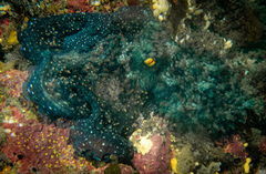 Macroctopus maorum