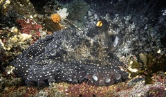 Macroctopus maorum