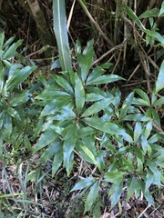 Litsea pseudoelongata