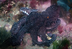 Macroctopus maorum