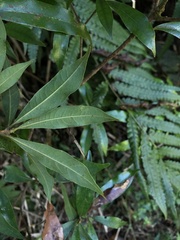 Litsea pseudoelongata