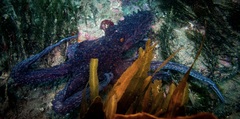 Macroctopus maorum