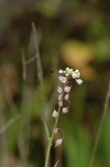 Thysanocarpus curvipes