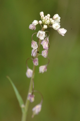 Thysanocarpus curvipes