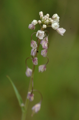 Thysanocarpus curvipes