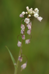 Thysanocarpus curvipes