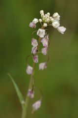 Thysanocarpus curvipes