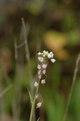 Thysanocarpus curvipes