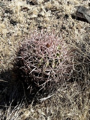 Homalocephala polycephala
