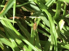 Lonchoptera bifurcata