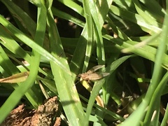 Lonchoptera bifurcata