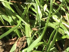 Lonchoptera bifurcata