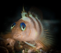 Notoclinops segmentatus