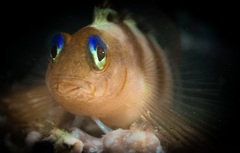 Notoclinops segmentatus