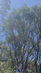 Eucalyptus pauciflora niphophila