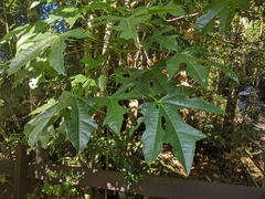 Brachychiton acerifolius