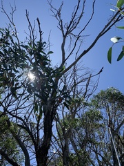 Eucalyptus pauciflora niphophila