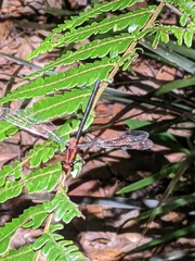 Austroargiolestes amabilis